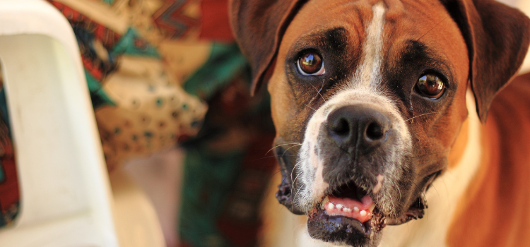 Travel-Ready Tails: Tips for Stress-Free Road Trips with Your Dog